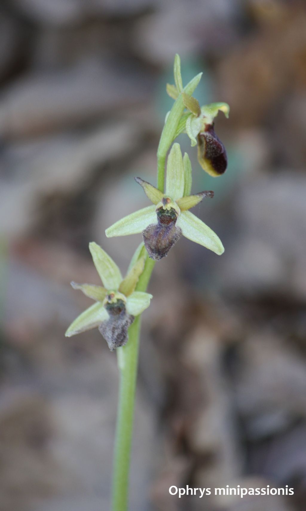 Ophrys minipassionis nell''Appennino Tosco-Emiliano